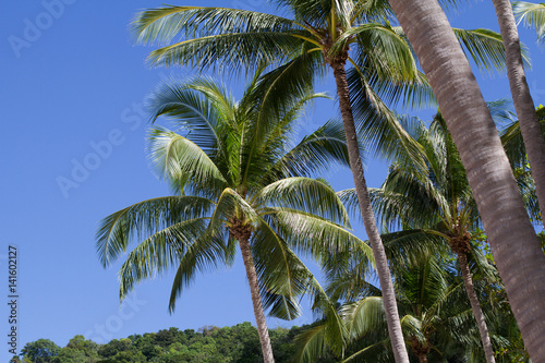 Palm trees and a blue sunny sky