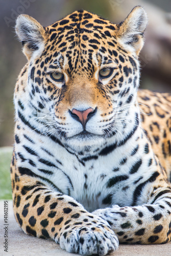 Leopard, panther, Panthera pardus