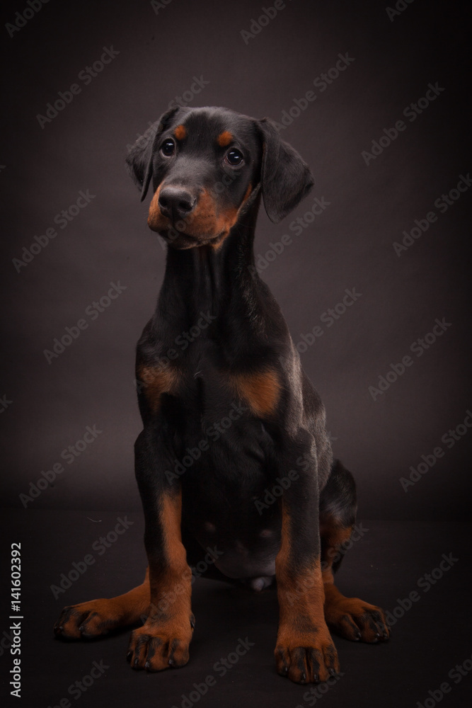 Doberman pinscher (Dobie) puppy