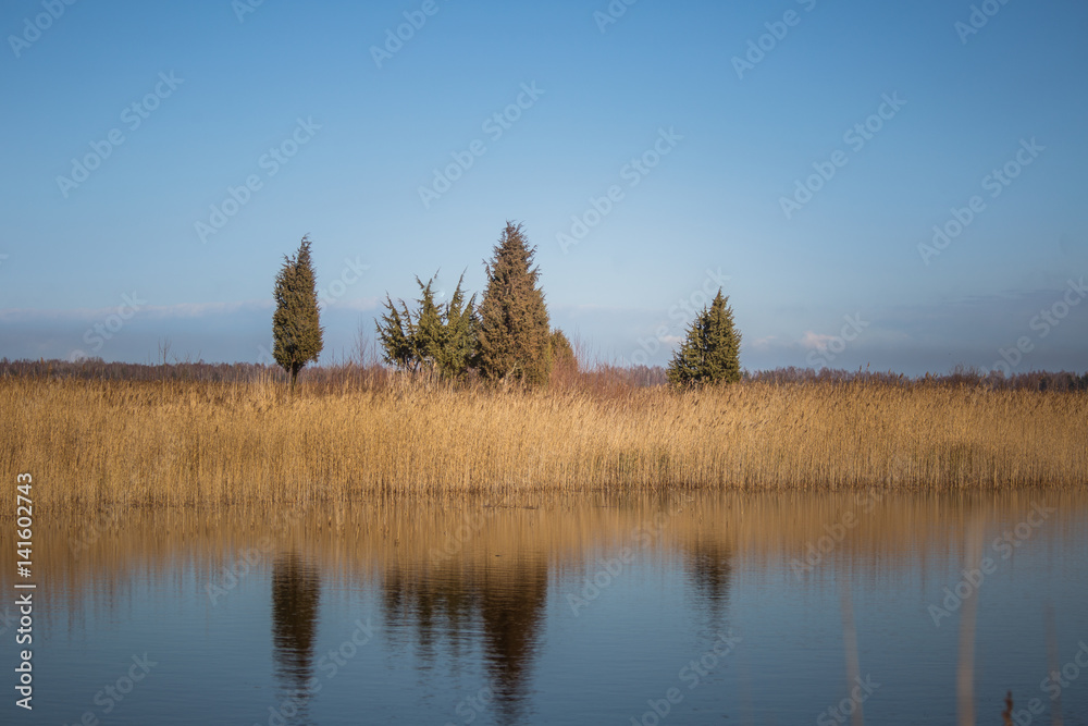 A beautiful early spring landscape with juniper trees at the lake A beautiful early spring landscape with juniper trees at the lake