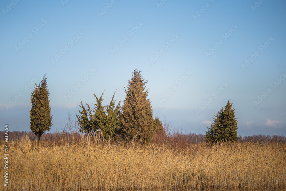 A beautiful early spring landscape with juniper trees at the lake A beautiful early spring landscape with juniper trees at the lake