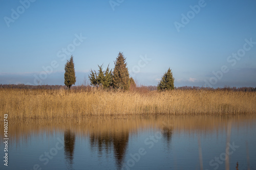 A beautiful early spring landscape with juniper trees at the lake
