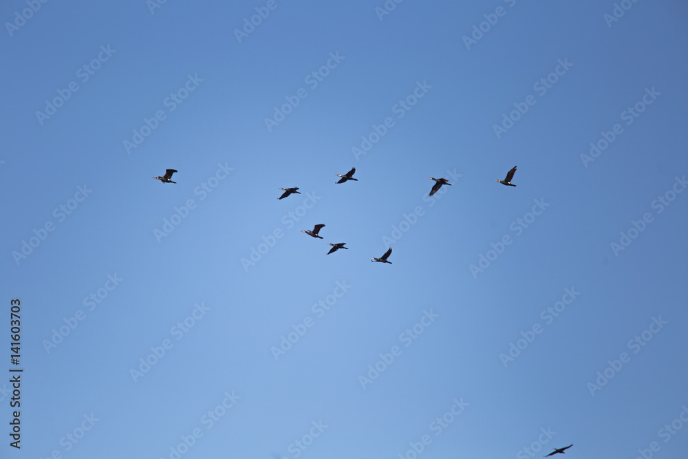 A beautiful flying cormorants on the blue sky background A beautiful flying cormorants on the blue sky background