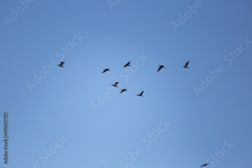 A beautiful flying cormorants on the blue sky background