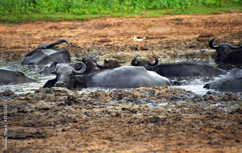 Asian water buffalos, Yala West National Park, Sri Lanka