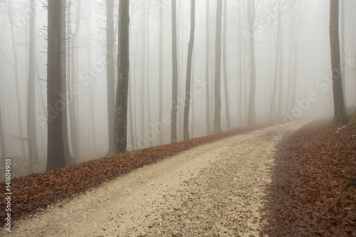 Mystic foggy day in forest with dirt country road in autumn, Slovenia, Europe
