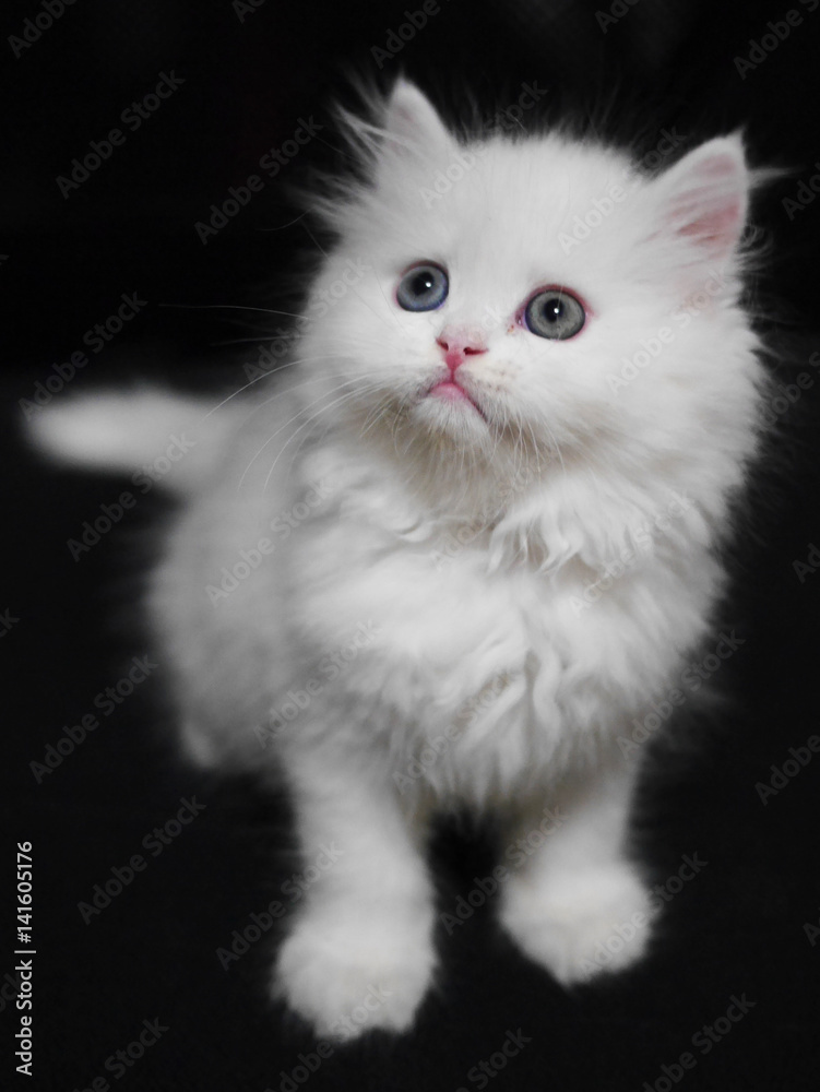 persian cat