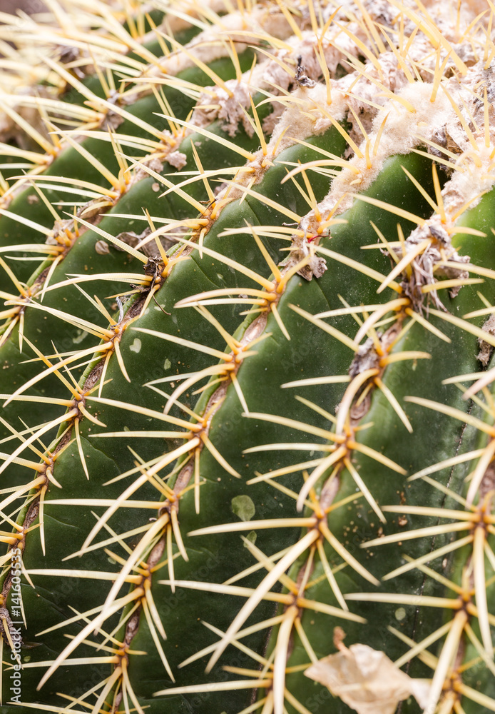 Extreme close-up on sharp cactus spikes Extreme close-up on sharp cactus spikes