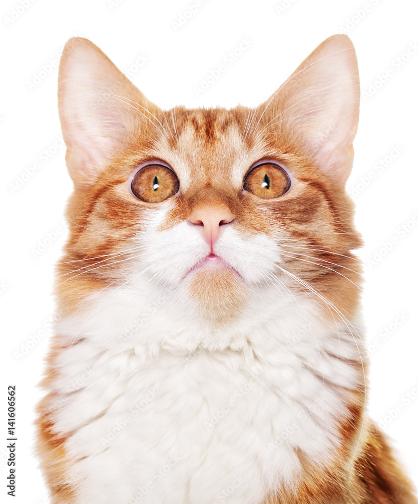 Portrait of a red cat looking