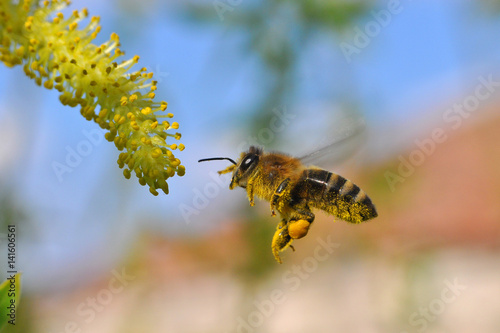 Honey bee collecting nectar on yellow flower, Honey Bee in flight in front of wild flowers