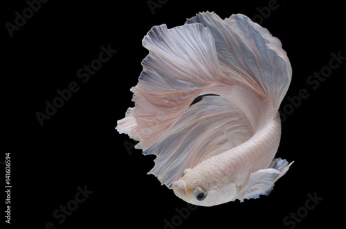 Betta fish,Siamese fighting fish in movement isolated on black background.