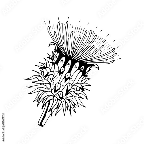 beautiful thistle isolated. Hand-drawn spring C  rduus flower.Coloring book page. design greeting card and invitation of the wedding  birthday  Valentine s Day  spring day  mother s day