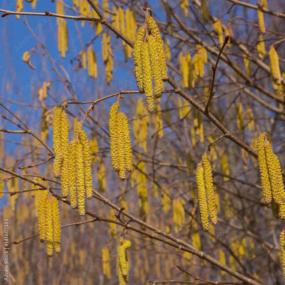 Pollen on the flowers of hazel Pollen on the flowers of hazel