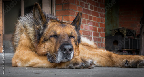 schlafender alter hund, schäferhund