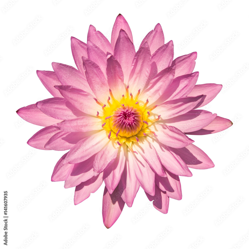 Pink water lily or lotus flower isolated on white background, with clipping path.
