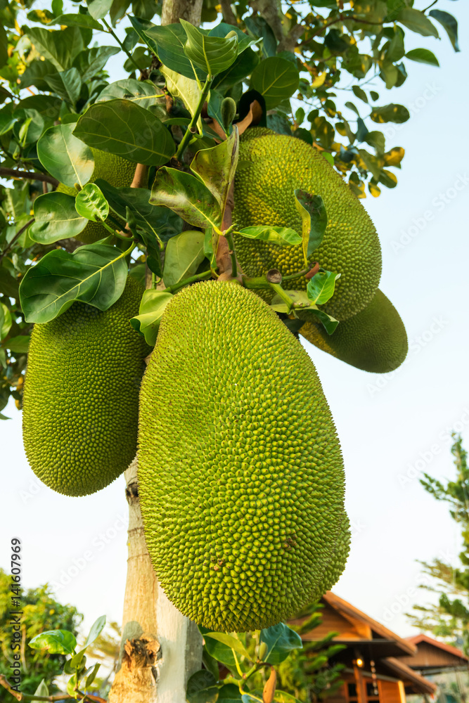 Jackfruit, native to Asia and largely grown and appreciated in thailand. Jackfruit, native to Asia and largely grown and appreciated in thailand.