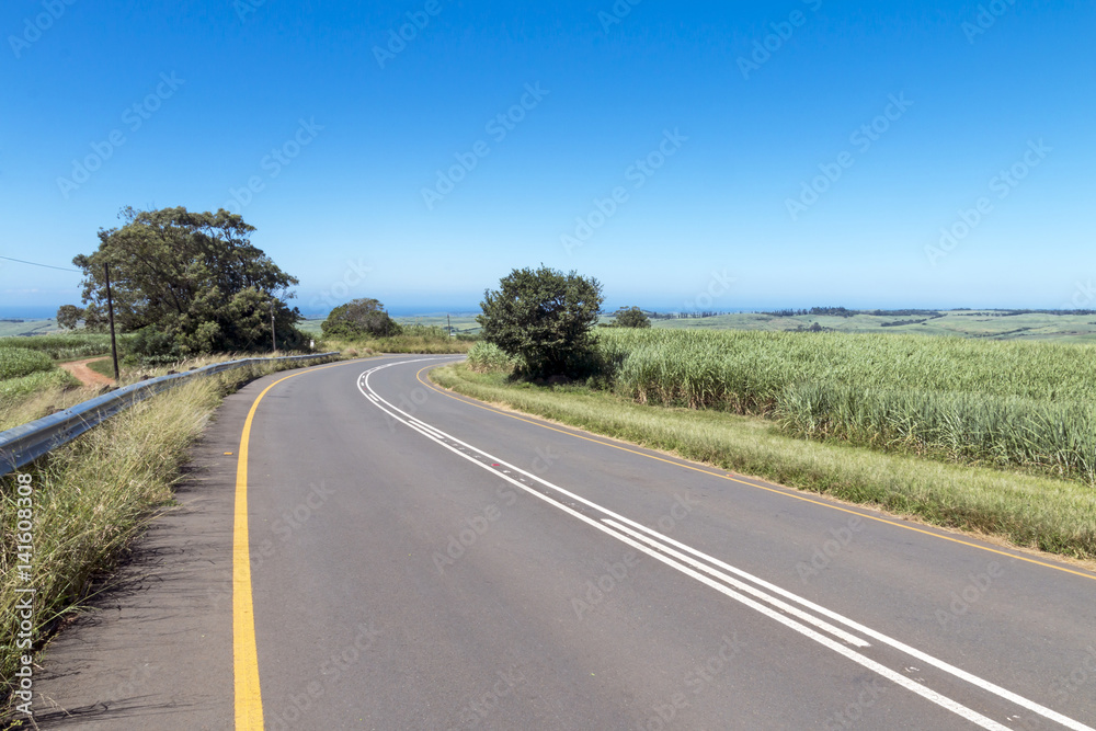 Fototapeta premium Asphalt Country Road Running Through Sugar Cane Fields