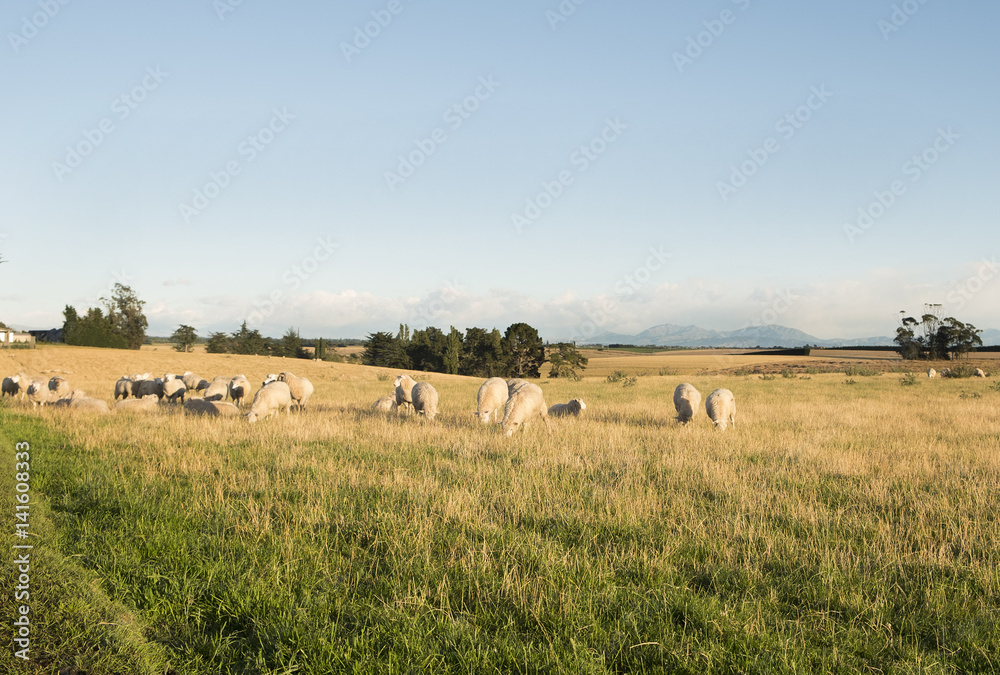 sheep grazing sheep grazing