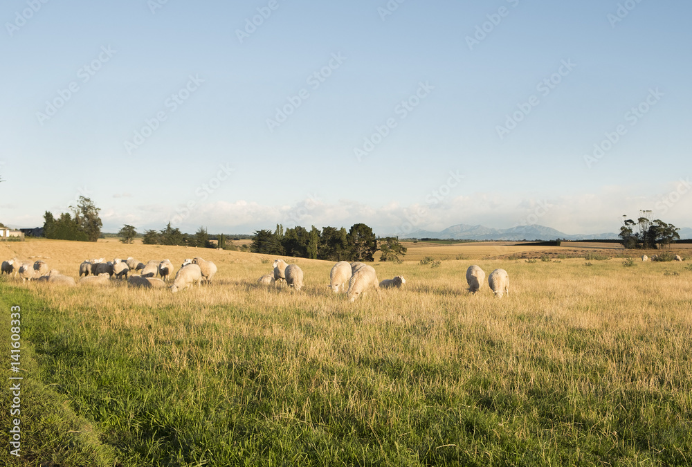 sheep grazing