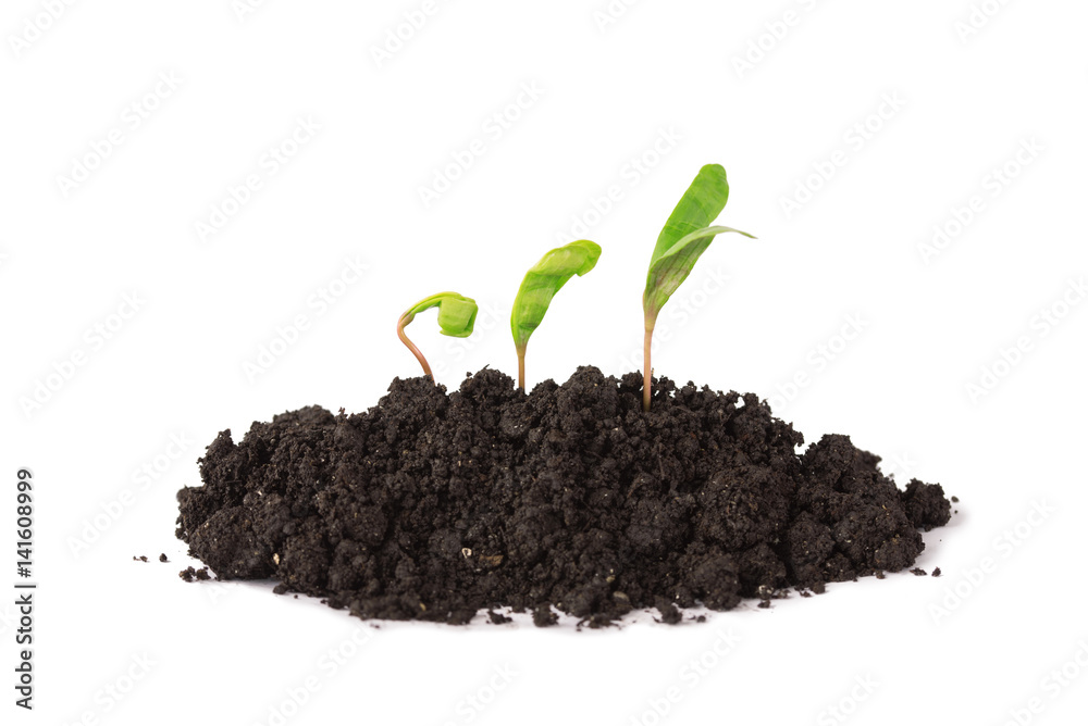 Plant tree growing seedling in soil isolated on white background Plant tree growing seedling in soil isolated on white background