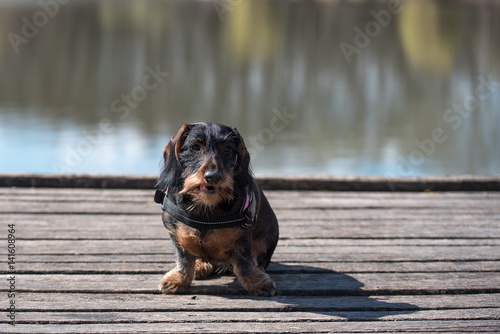 Wire-haired dachshund dog pose