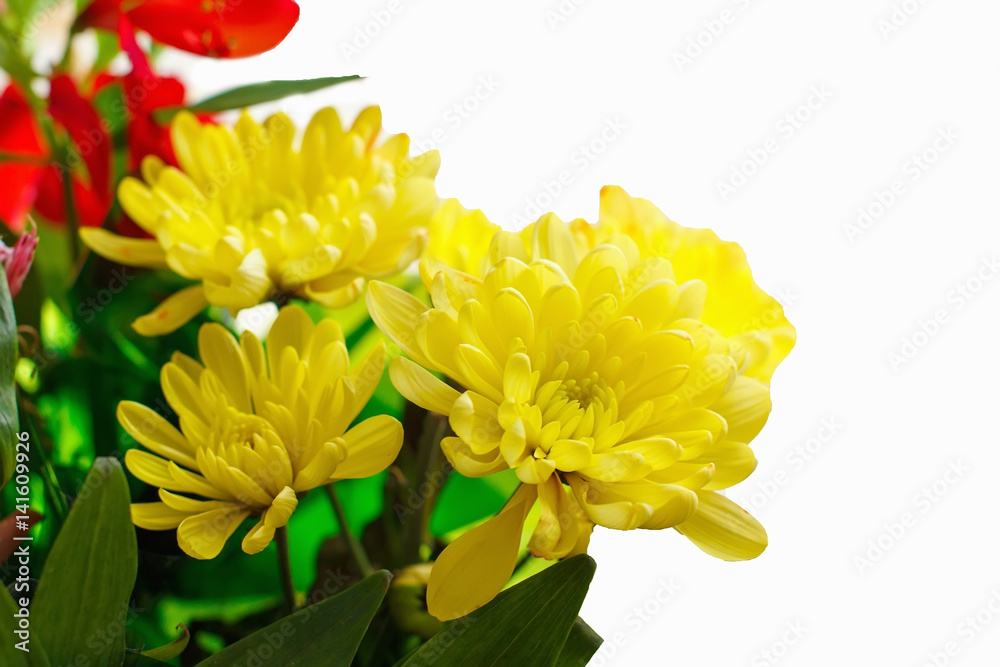 Fototapeta premium bouquet of beautiful colorful flowers, chrysanthemum isolated