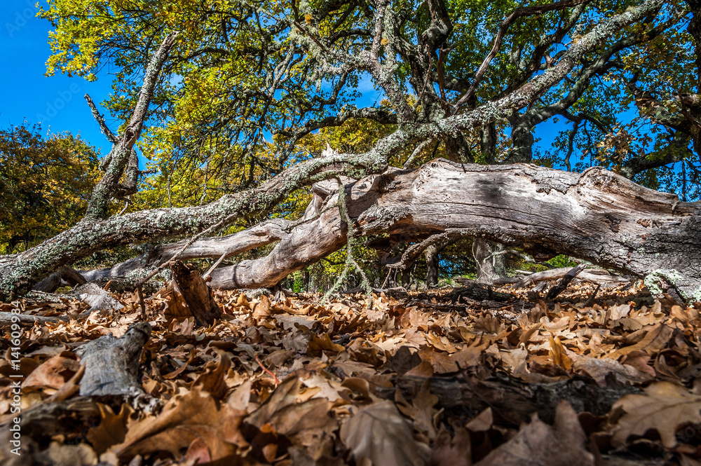 Branches n Leaves Branches n Leaves