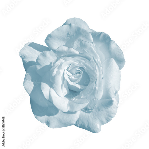 blue rose flower isolated on white background, with clipping path.