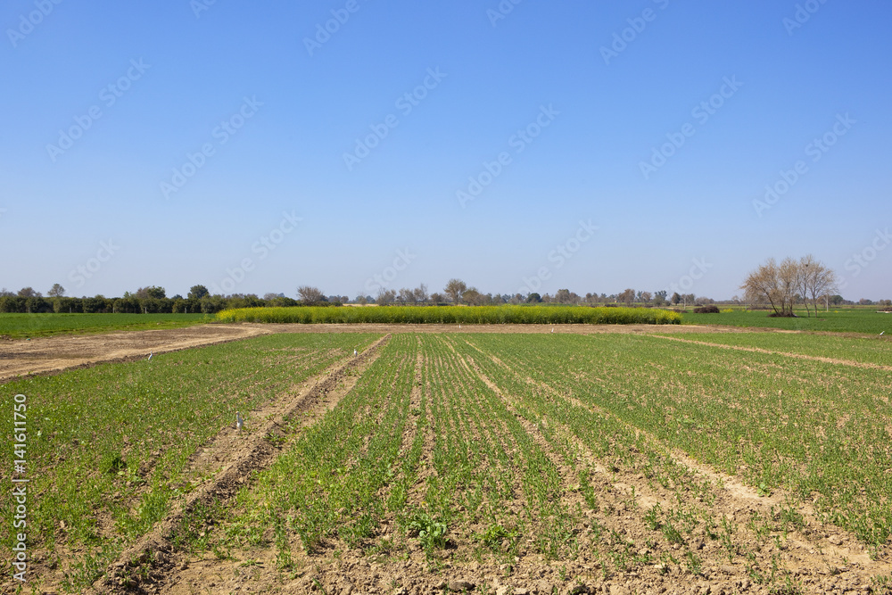rajasthan farmland with field of young pea plants