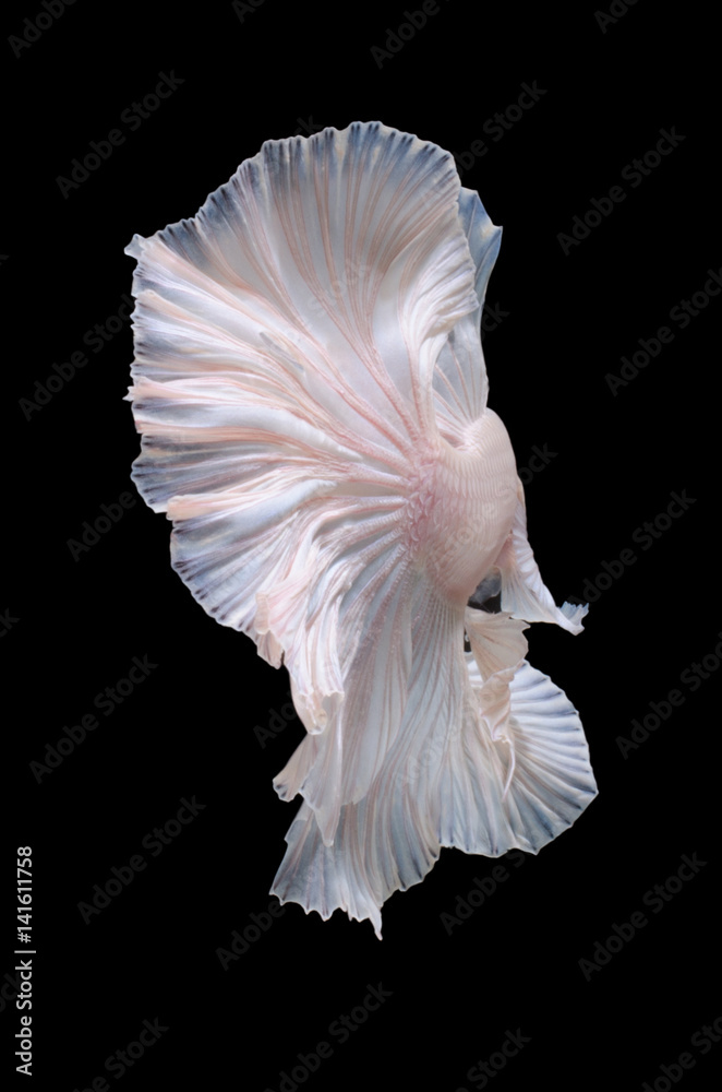 Betta fish,Siamese fighting fish in movement isolated on black background. Betta fish,Siamese fighting fish in movement isolated on black background.