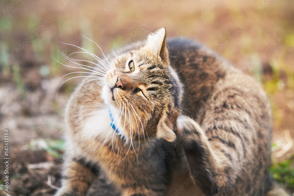 Obraz premium Domestic cat with blue collar scratching head in the garden