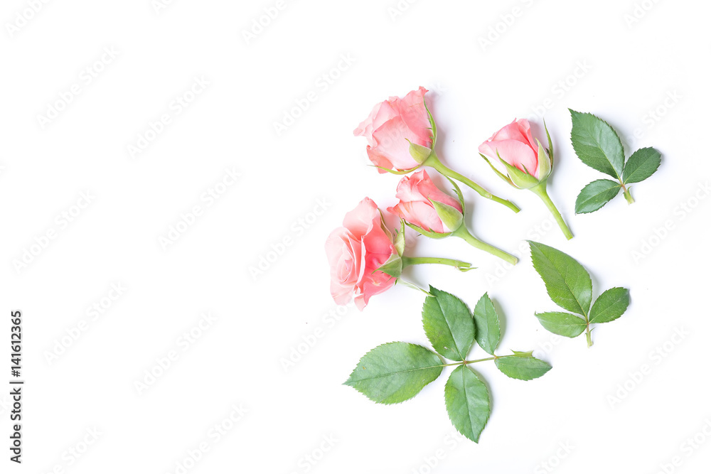 roses on white