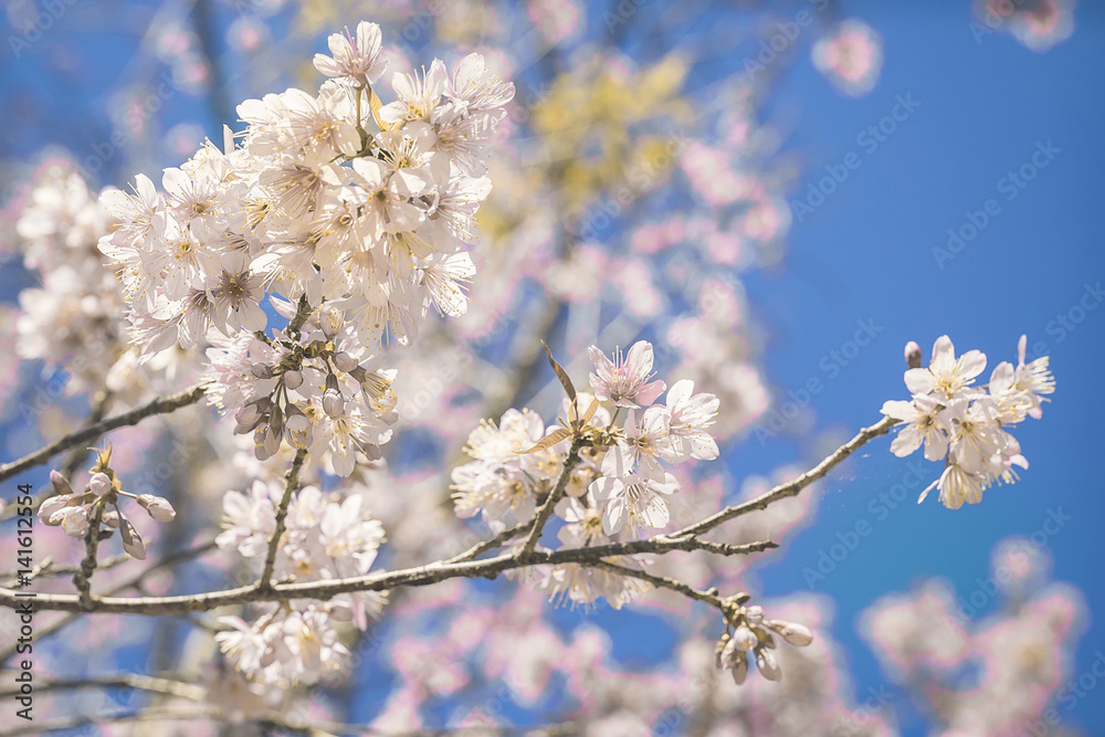 Cherry Blossom trees in spring, The wild himalayan cherry Cherry Blossom trees in spring, The wild himalayan cherry