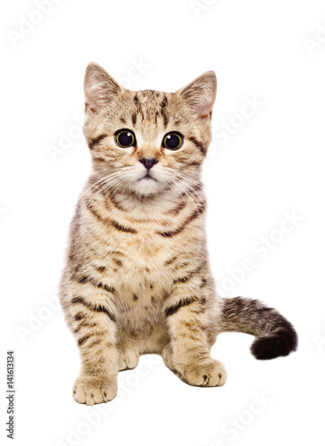Portrait cute kitten Scottish Straight isolated on white background