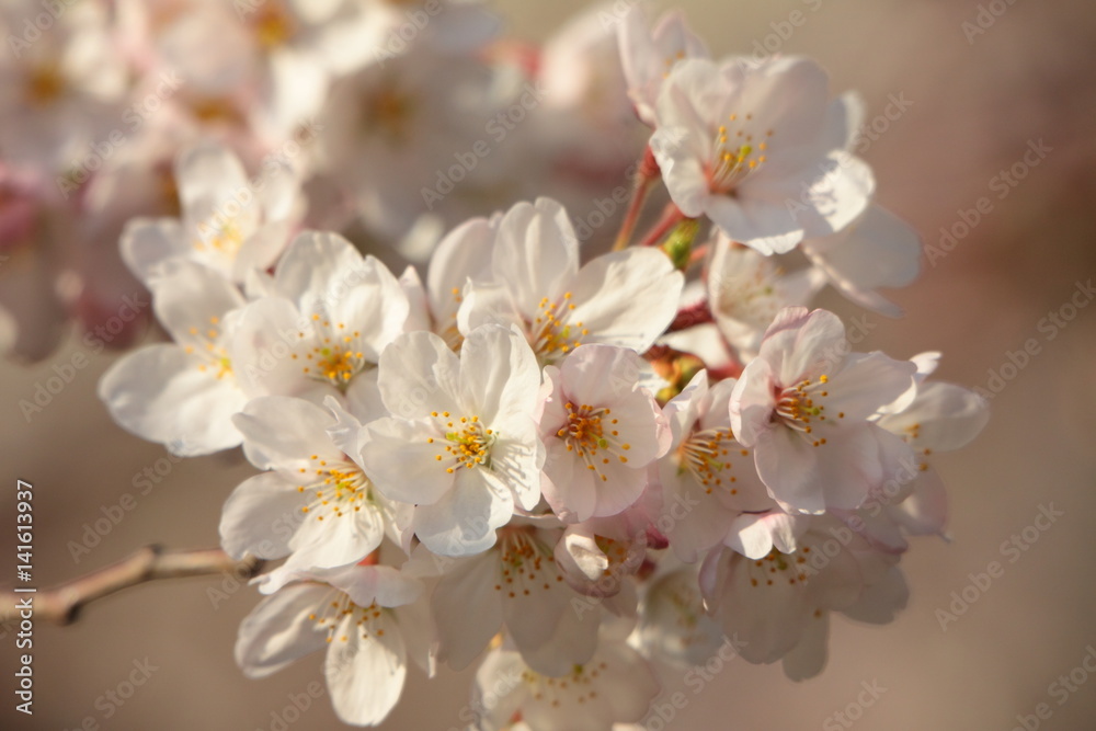 桜