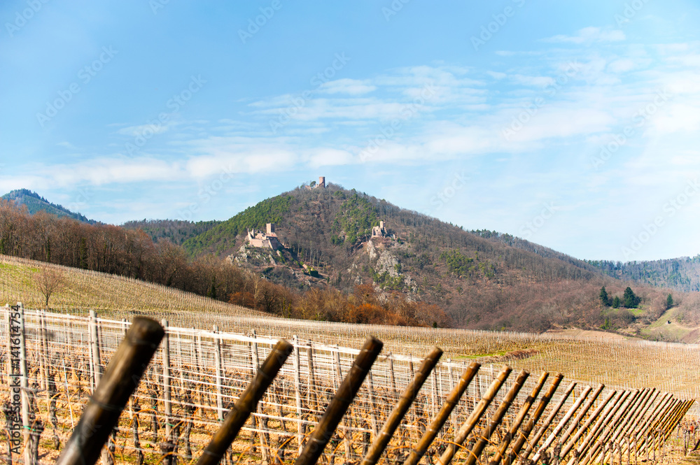 Springtime landscape of french vineyard on hills and valley field.