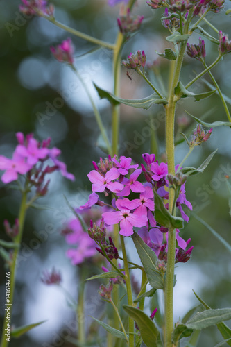 Dame's-violet, Hesperis matronalis in twilight, reflections in the background