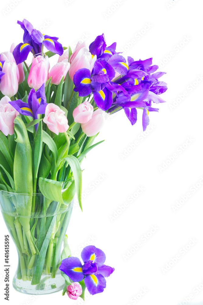 Bunch of blue irises and pik tulips in vase close up isolated on white background