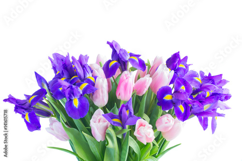 Bunch of blue irises and pik tulips clos eup isolated on white background