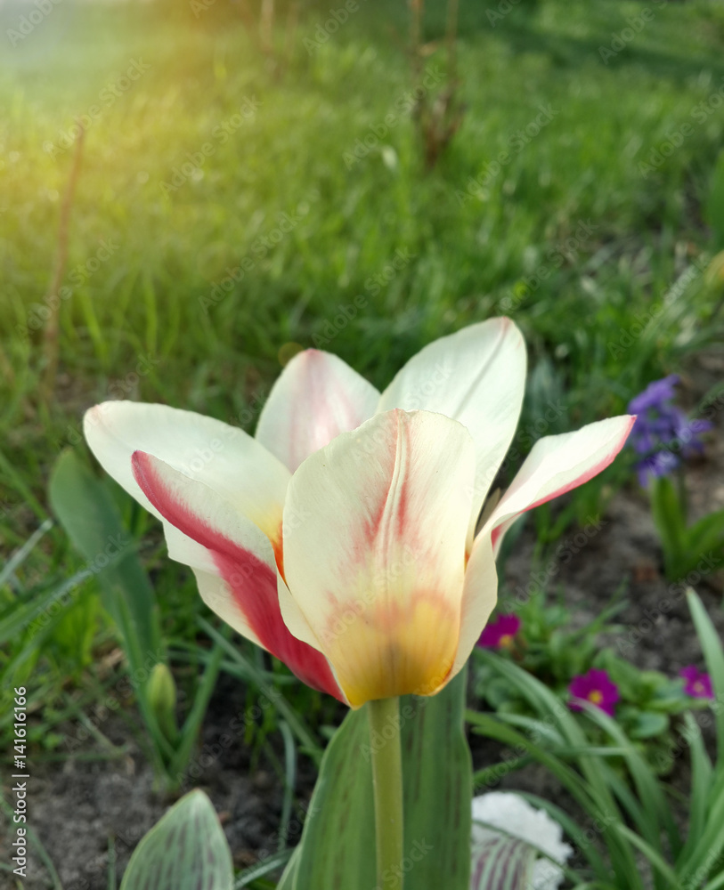 Beautiful spring yellow tulip Beautiful spring yellow tulip