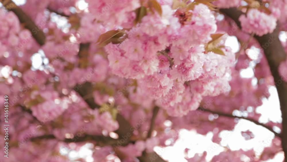 Beautiful girl posing to the photographer against the background of blooming pink trees. Spring. Sakura. Beautiful girl posing to the photographer against the background of blooming pink trees. Spring. Sakura.
