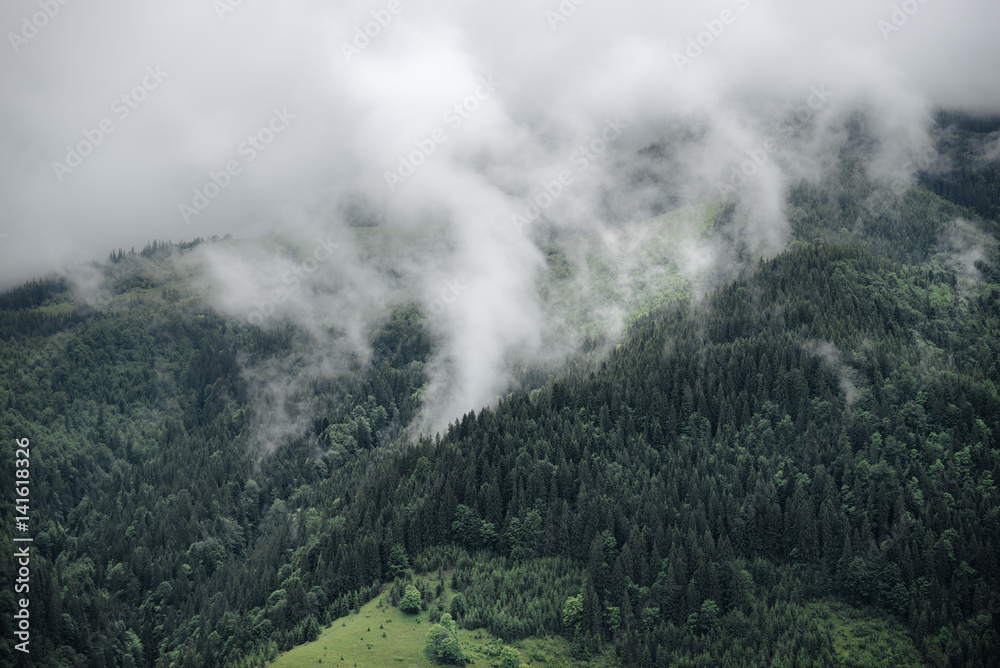 Mountain hills covered with morning fog in summer. Green forest.