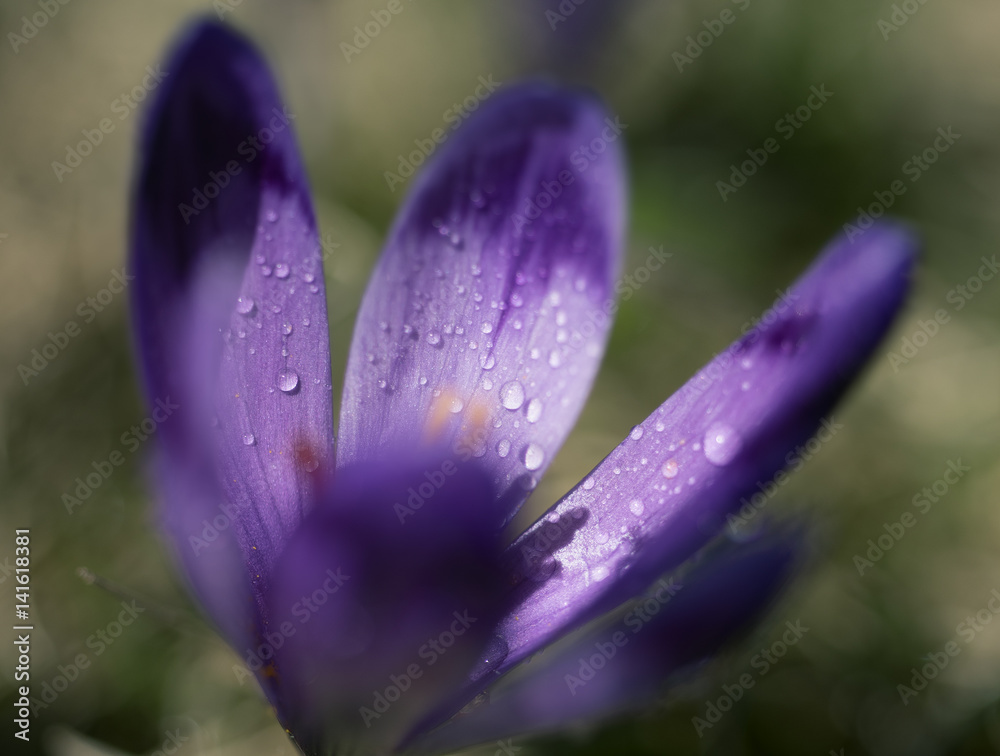View at sunlit purple crocus flower in springtime. Morning dew on petals of a flower. Super macro photo of a crocus flower with drops of water View at sunlit purple crocus flower in springtime. Morning dew on petals of a flower. Super macro photo of a crocus flower with drops of water