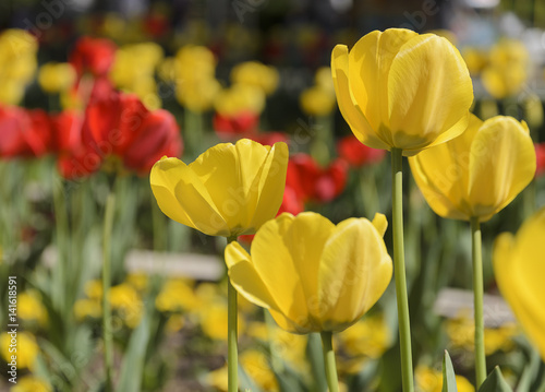 city garden with yellow tulips