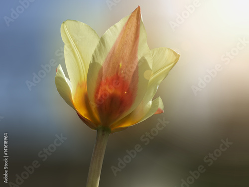 Beautiful spring yellow tulip