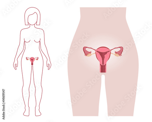 Female Reproductive System