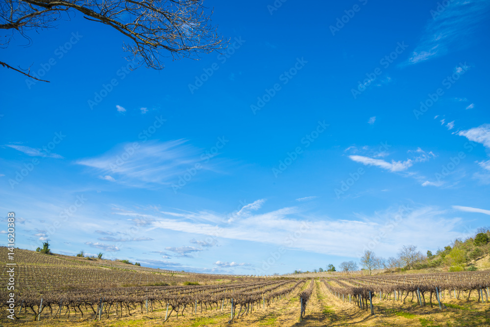 vignoble au printemps avec ciel bleu