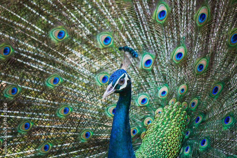 Obraz premium Portrait of beautiful peacocks are spread tail-feathers.