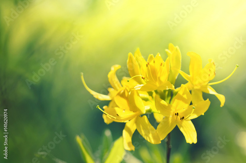 Sunny yellow rhododendrons blooming spring colorful background