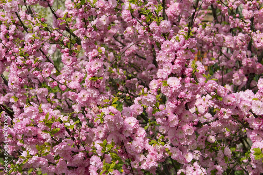 Flowering Japanese Cherry in spring.
